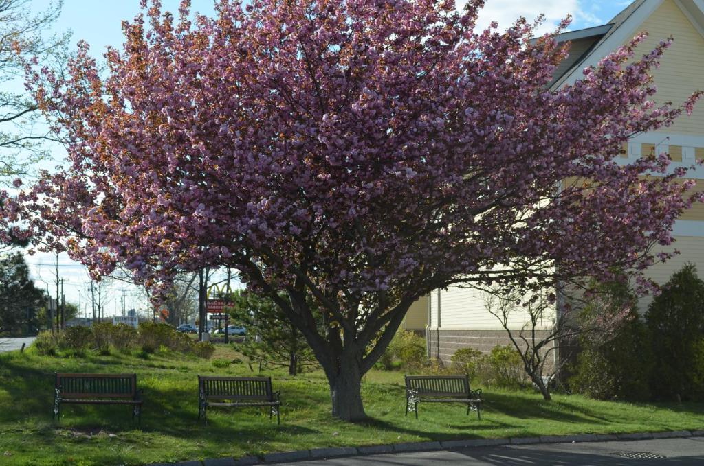 Hyannis Host Inn Eksteriør bilde